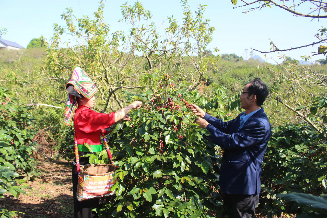 Giá cà phê tăng cao khiến người trồng cà phê ở Sơn La hưởng trọn niềm vui.
