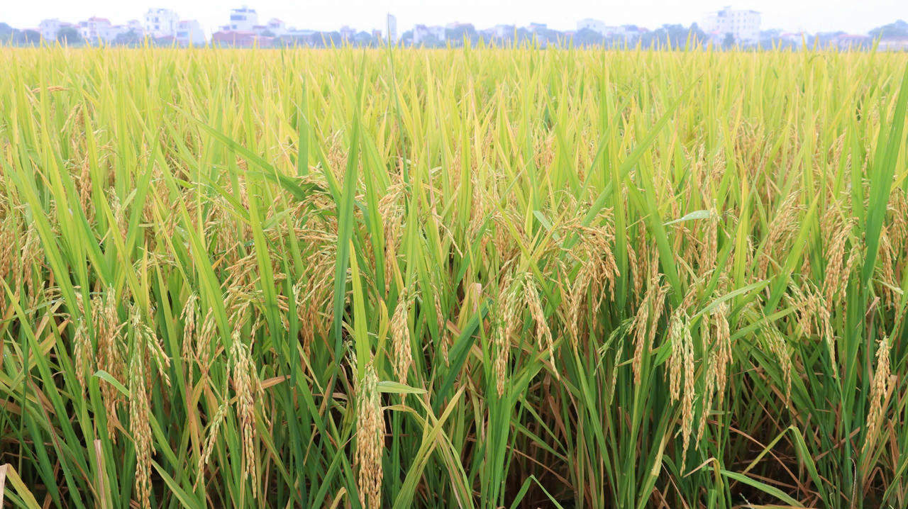 Hiệu quả kinh tế sản xuất lúa Japonica đạt bình quân 27,3-34,0 triệu đồng/ha/vụ. (Ảnh minh hoạ).