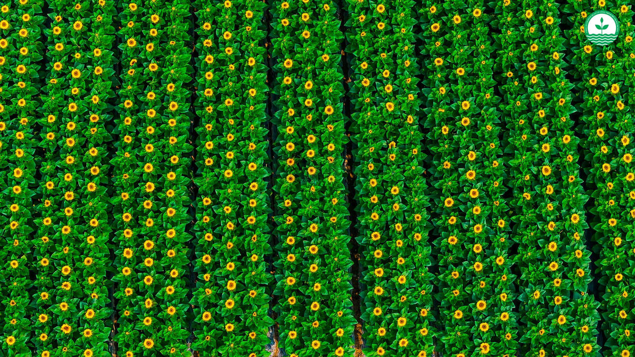 Đối với lĩnh vực chăm sóc duy trì hệ thống vườn hoa, công viên, cây xanh, công ty đã áp dụng nhiều cải tiến trong quy trình kỹ thuật, từ cắt tỉa, phát dọn thảm cỏ đến thu gom, vận chuyển và xử lý chất thải thực vật