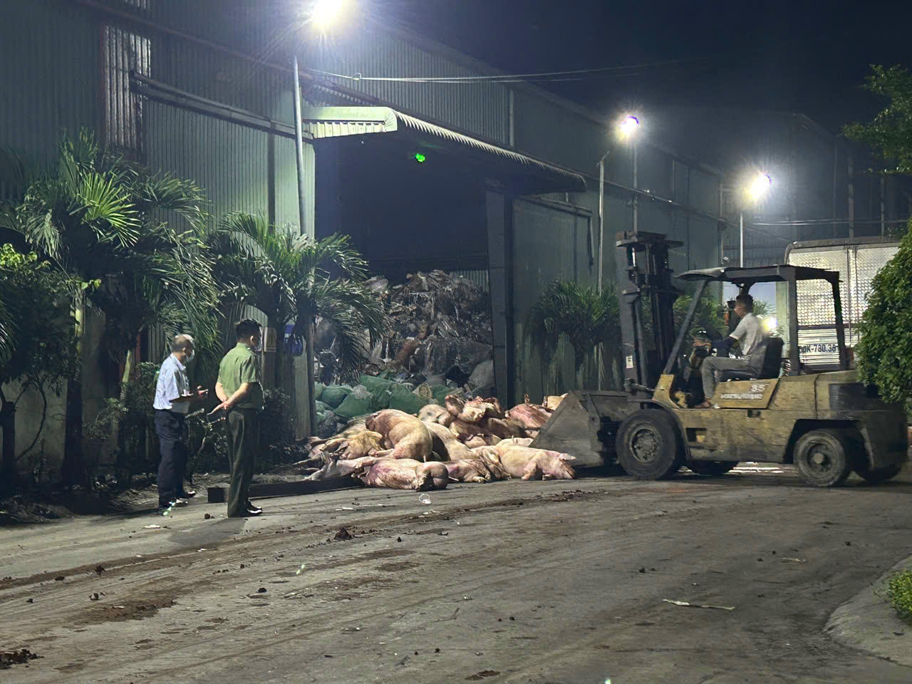 Tiêu hủy 89 con heo nhiễm chất cấm.