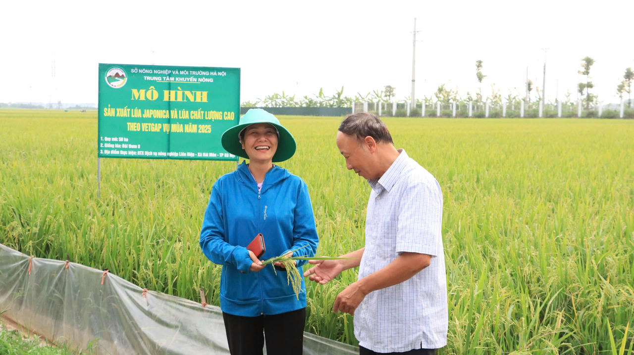 Hà Nội định hướng tiếp tục duy trì và mở rộng các vùng sản xuất lúa Japonica và chất lượng cao theo hướng hữu cơ, VietGAP, GlobalGAP
