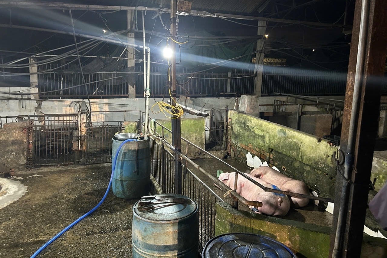 Một cơ sở giết mổ trái phép trên địa bàn Đồng Nai.