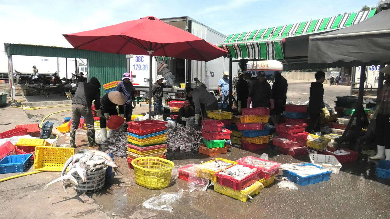 Không khí lao động nhộn nhịp tại cảng cá Quảng Trị, nơi các hoạt động bốc dỡ và truy xuất nguồn gốc thủy sản được giám sát chặt chẽ.