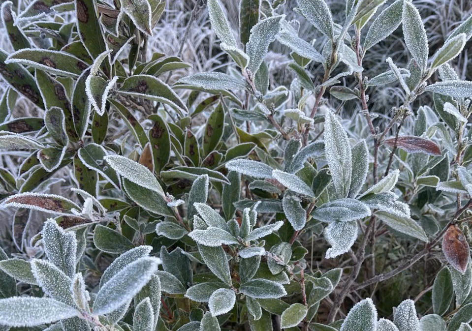 &nbsp;Các cành cây tại xã Y Tý được phủ một lớp băng mỏng, tạo nên vẻ đẹp mong manh và tinh khôi của mùa đông miền núi.