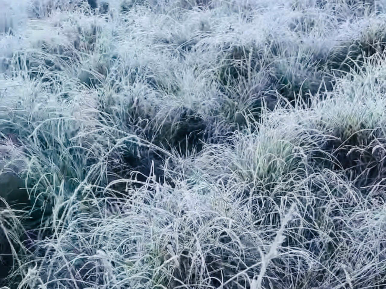 Băng tuyết phủ trắng mặt đất: Những lớp băng tuyết dày phủ kín tạo nên một khung cảnh thiên nhiên tuyệt đẹp ở Y Tý.