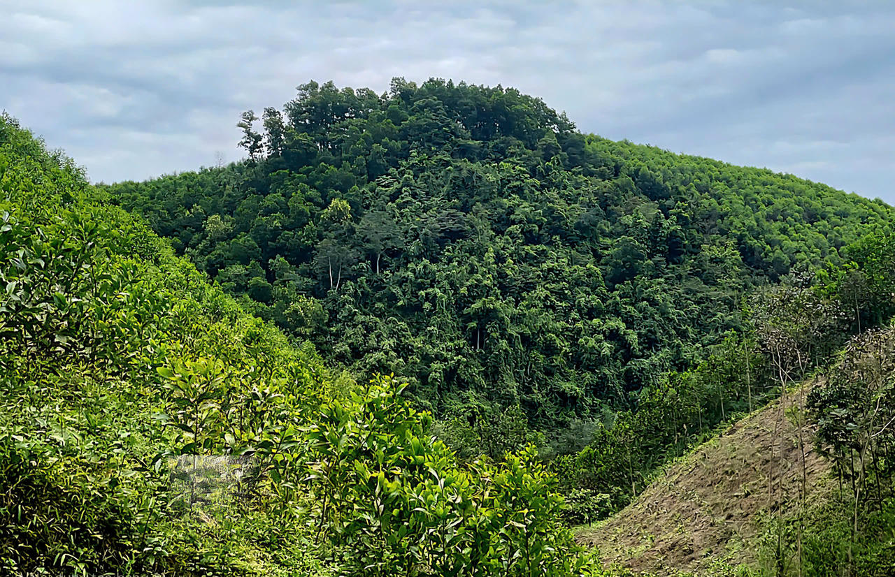 Diện tích rừng trồng và rừng tự nhiên tại xã Tràng Xá được khoanh nuôi, bảo vệ.