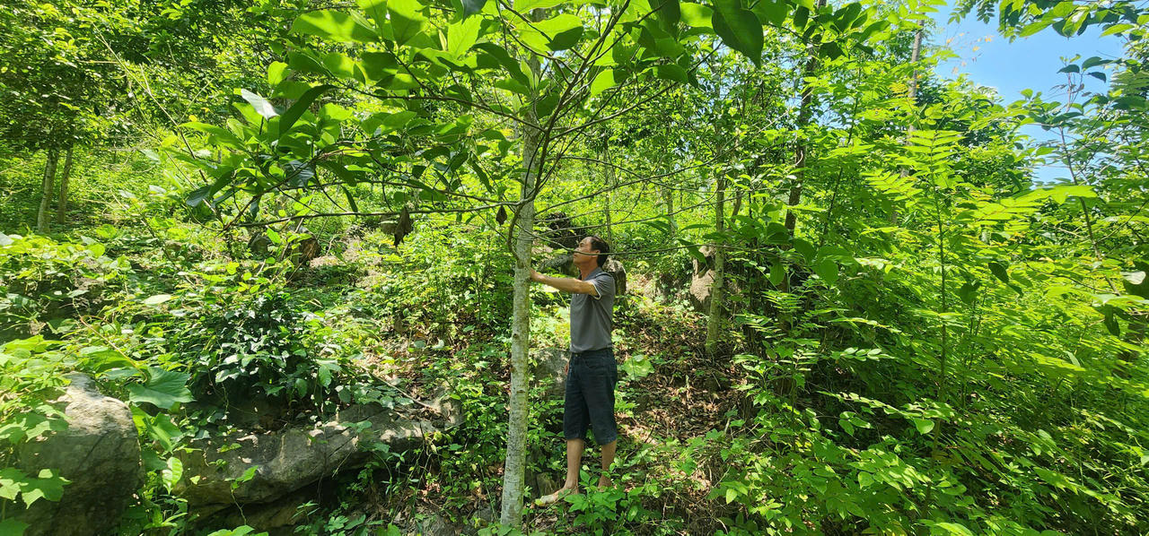 Chương trình trồng rừng thay thế bằng cây giổi xanh trên địa bàn xã Văn Lăng