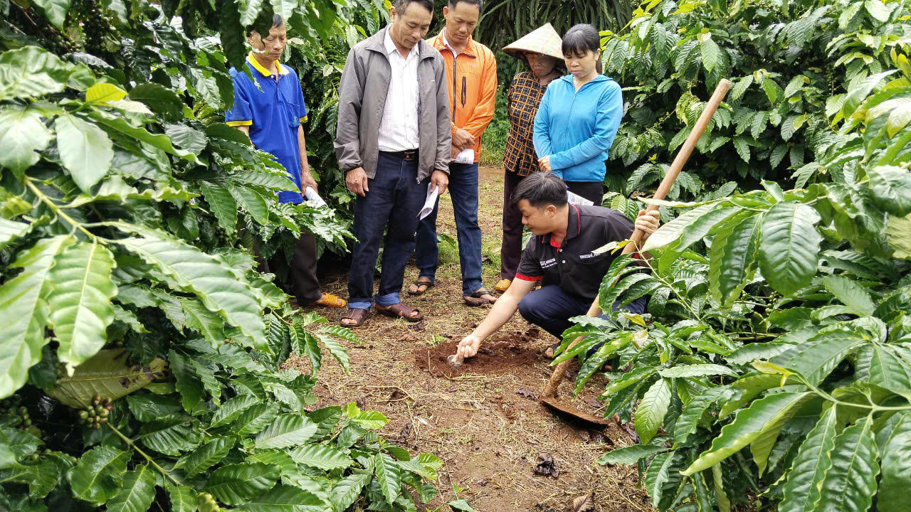 Nông dân tham gia Chương trình NESCAFÉ Plan được tập huấn phương pháp canh tác bền vững