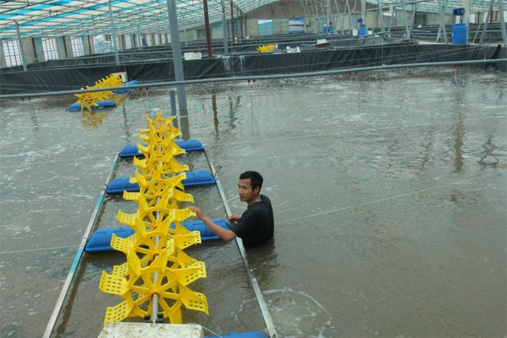 Thanh Hóa đẩy mạnh mô hình ứng dụng công nghệ cao trong nuôi tôm theo tiêu chuẩn VietGAP. (Ảnh minh họa)