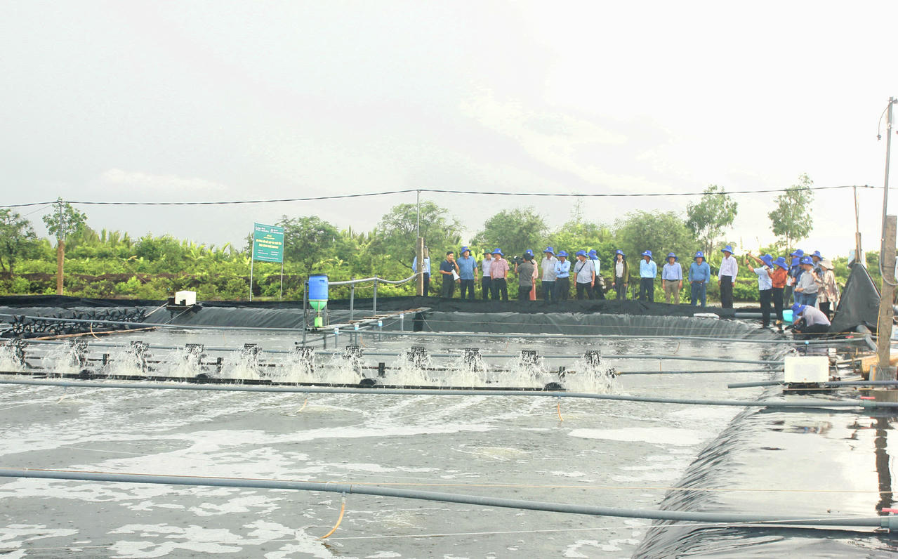 Tổng diện tích nuôi trồng thủy sản Cà Mau đạt hơn 454.000 ha, trong đó diện tích nuôi tôm chiếm trên 427.000 ha – dẫn đầu cả nước.