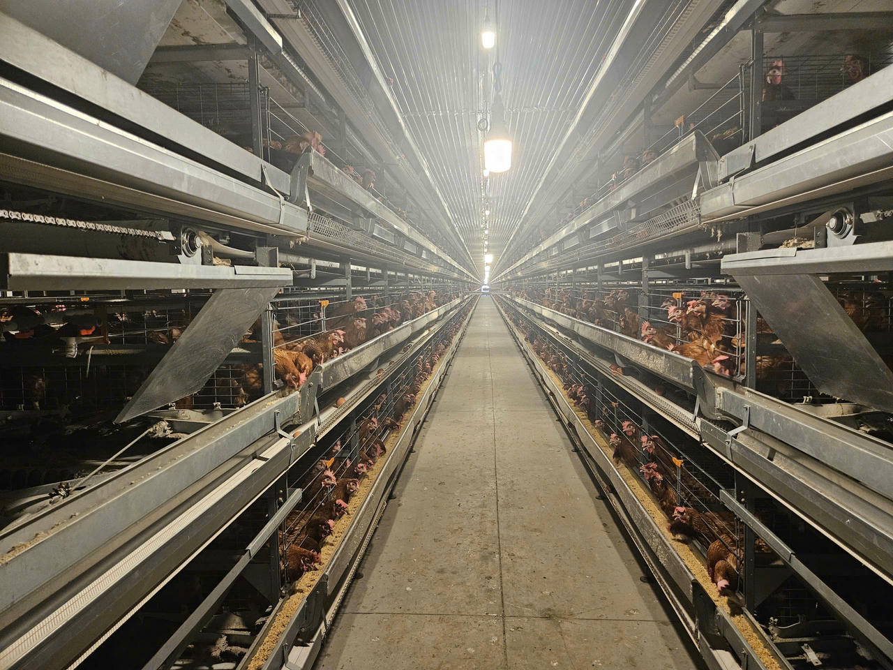 Mô hình nuôi gà công nghệ cao ở Đồng Nai.