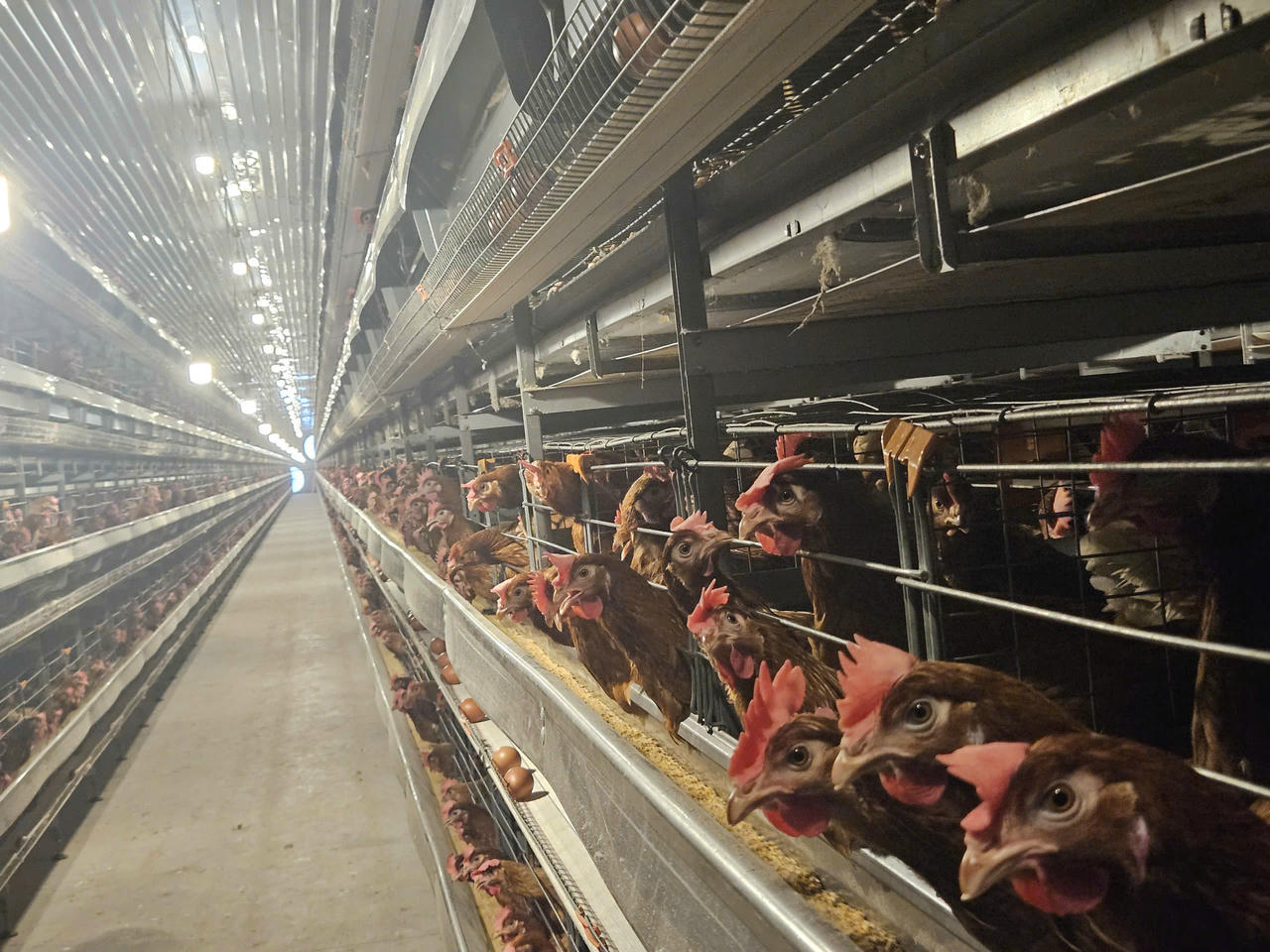  Mô hình nuôi gà công nghệ cao ở Đồng Nai.