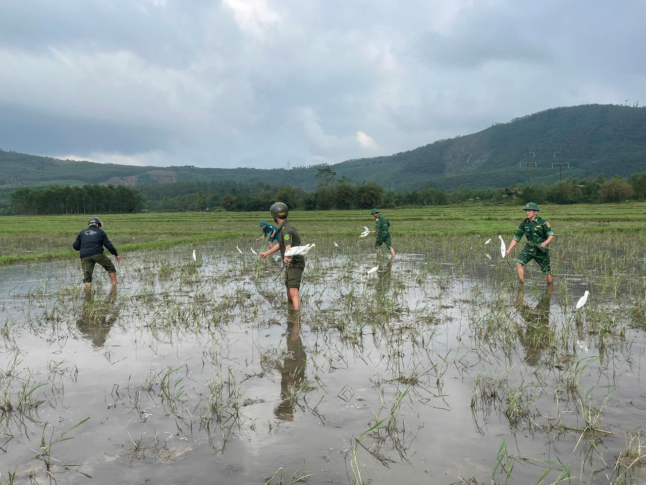 Tháo gỡ bẫy bắt chim trời tại khu vực thành phố.