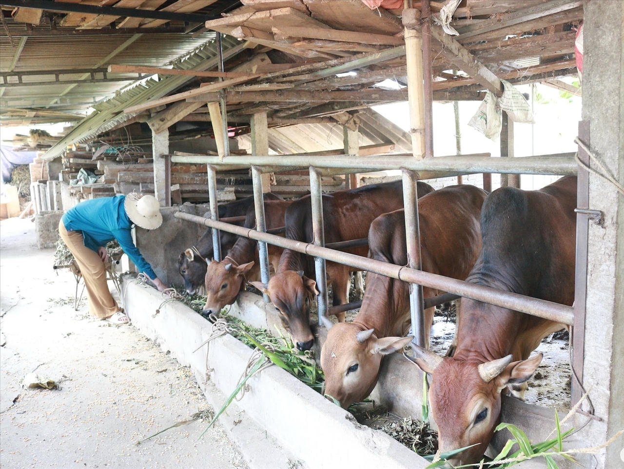 Một mô hình chăn nuôi bò phát triển tốt tại địa phương tại xã Tam Quang.