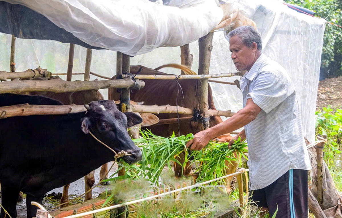 Gia đình của ông bà Lâm Thị Thà Vy (khóm Biển Đông B, phường Hiệp Thành) xem con bò được hỗ trợ là tài sản quý giá để thoát nghèo (Ảnh: K.C).