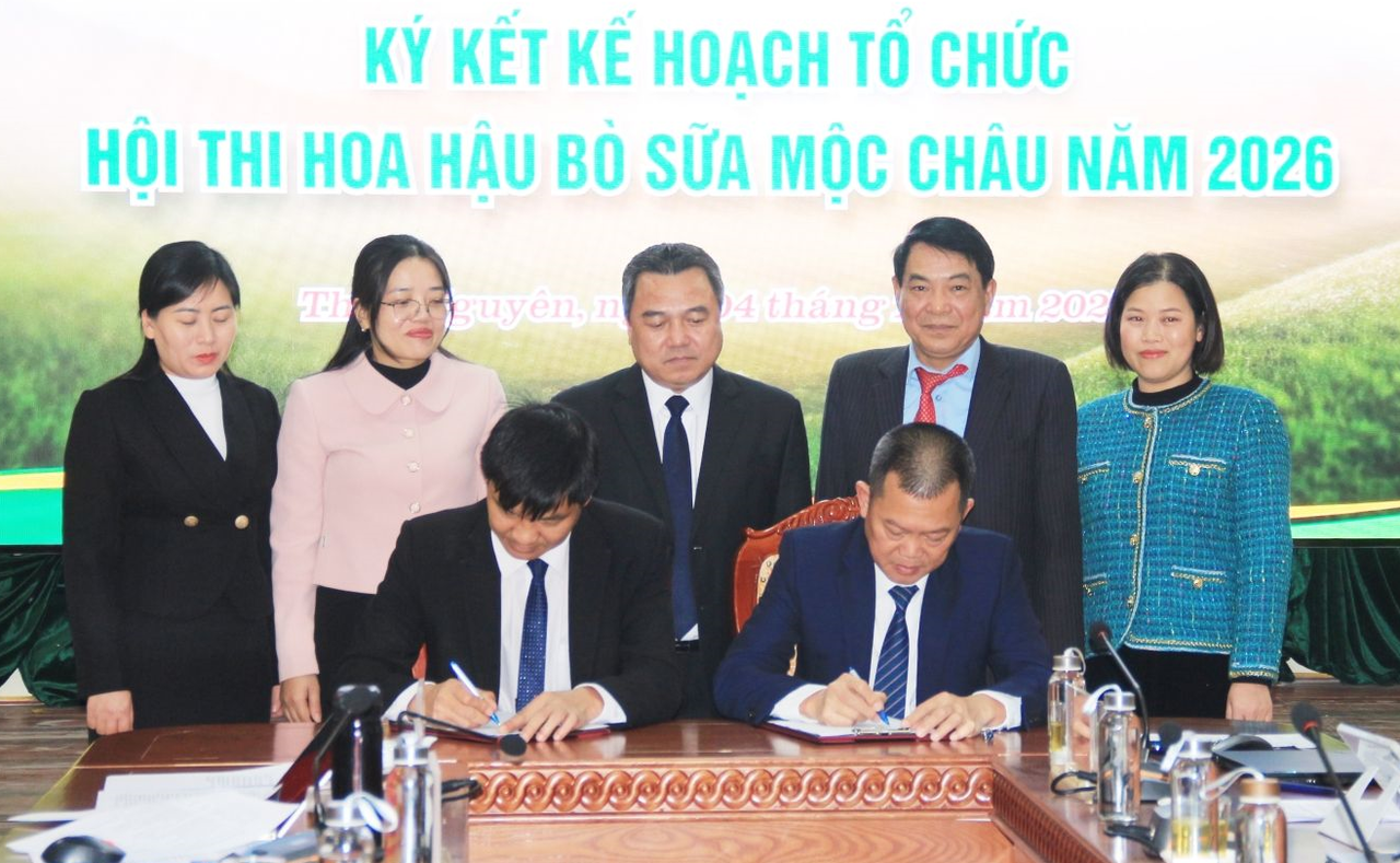 Sắp diễn ra Hội thi Hoa hậu bò sữa Mộc Châu 2026