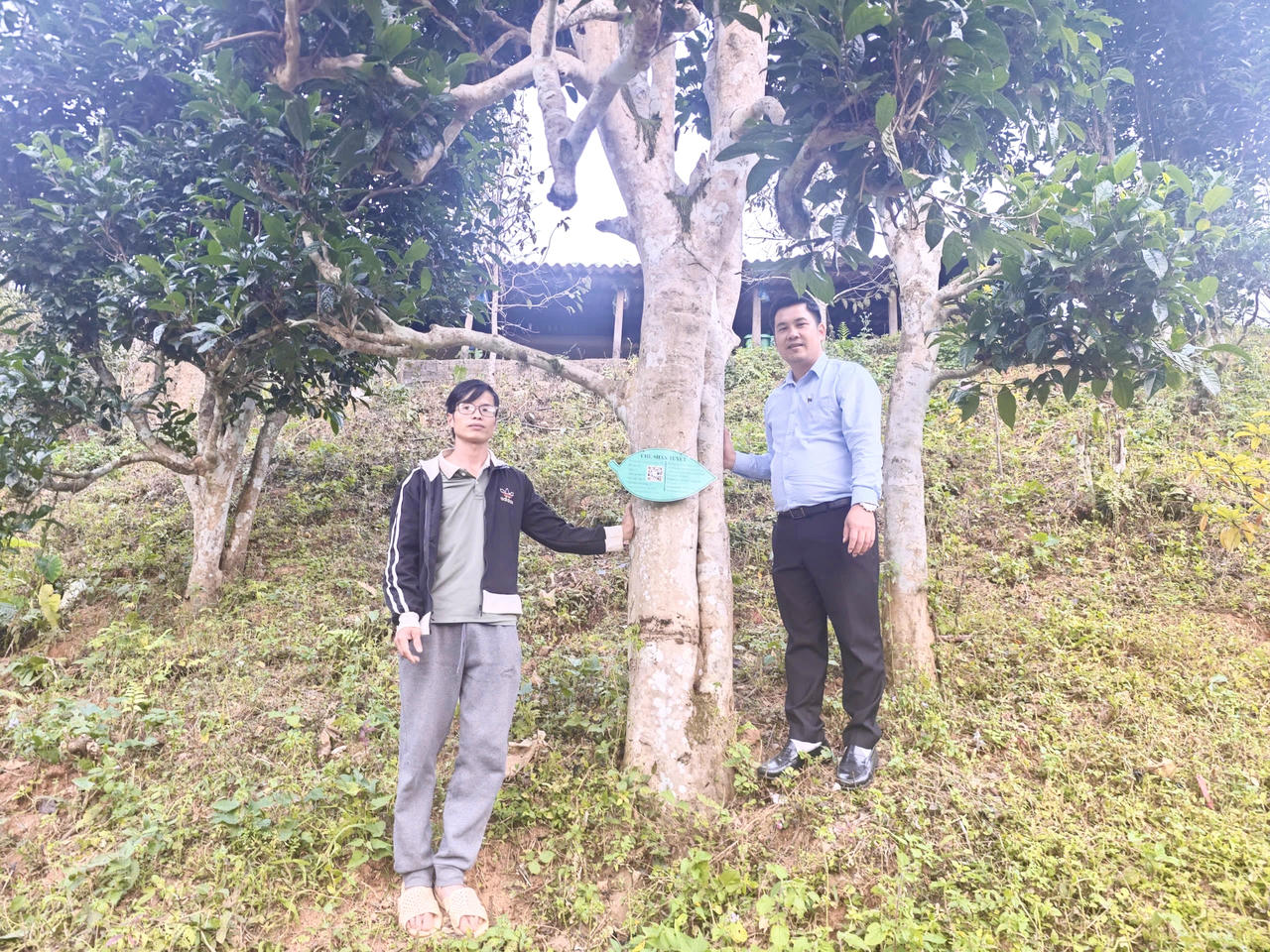 Tới Đồng Phúc (Thái Nguyên) thưởng thức hơi ấm núi rừng trong mỗi chén trà Shan Tuyết