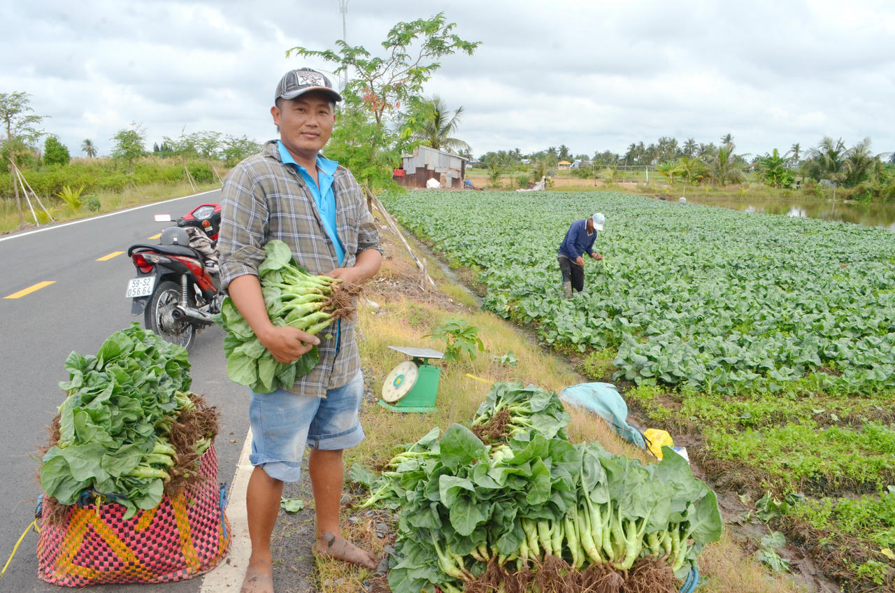 Người dân phường Hiệp Thành trồng cải rổ, tạo thêm nguồn thu nhập ổn định cho gia đình.