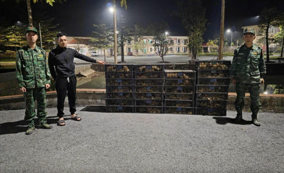 Tình trạng buôn lậu giống gia cầm qua biên giới Quảng Ninh diễn biến phức tạp