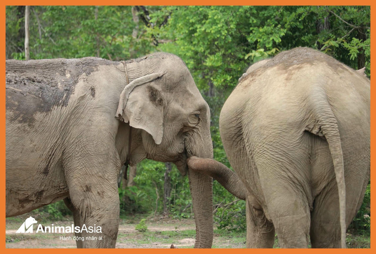 Người chăm voi ở rừng Yok Don