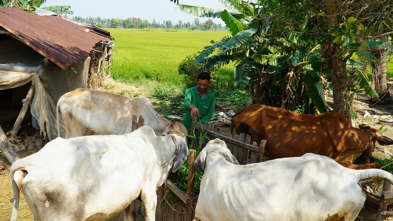 Mô hình nuôi bò đem lại nhiều hiệu quả tích cực.