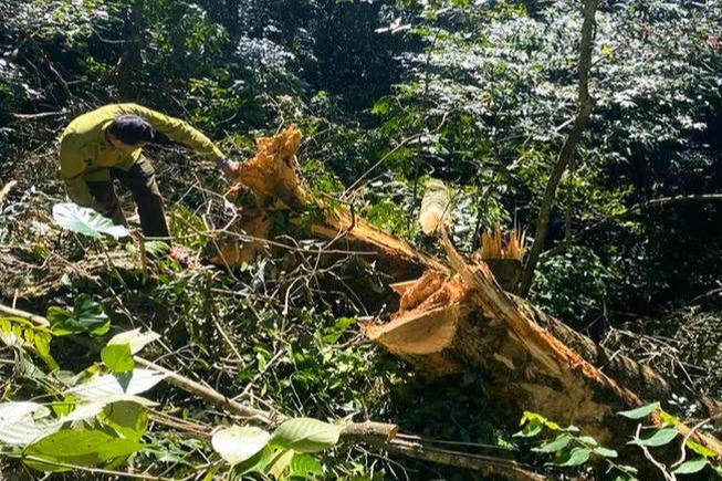 Điều tra vụ 3 cây gỗ quý bị chặt hạ trong rừng đặc dụng Pù Luông
