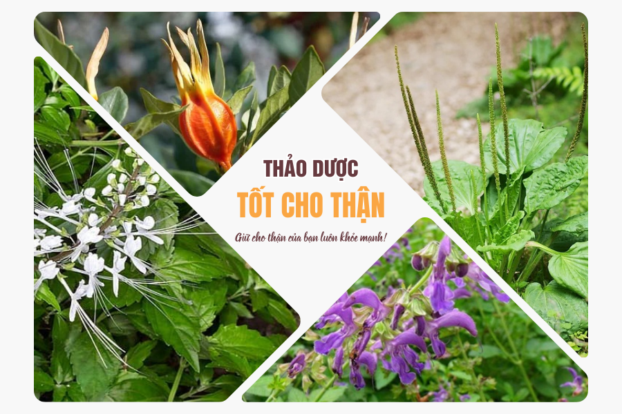 Thảo dược giúp hỗ trợ tăng cường sức khỏe thận