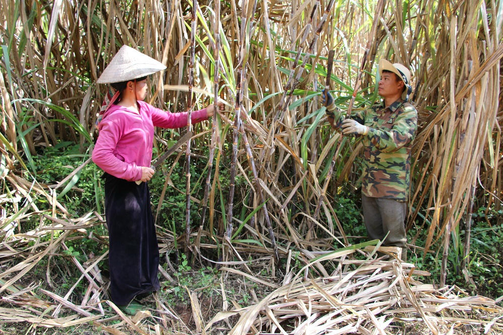 Trồng mía đang mang lại thu nhập ổn định cho người dân xã Phiêng Pằn.