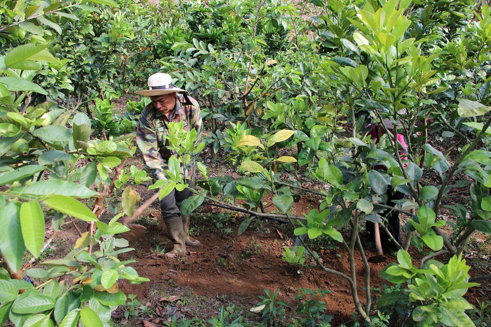 Người dân tích cực chuyển đổi cơ cấu cây trồng để nâng cao thu nhập.