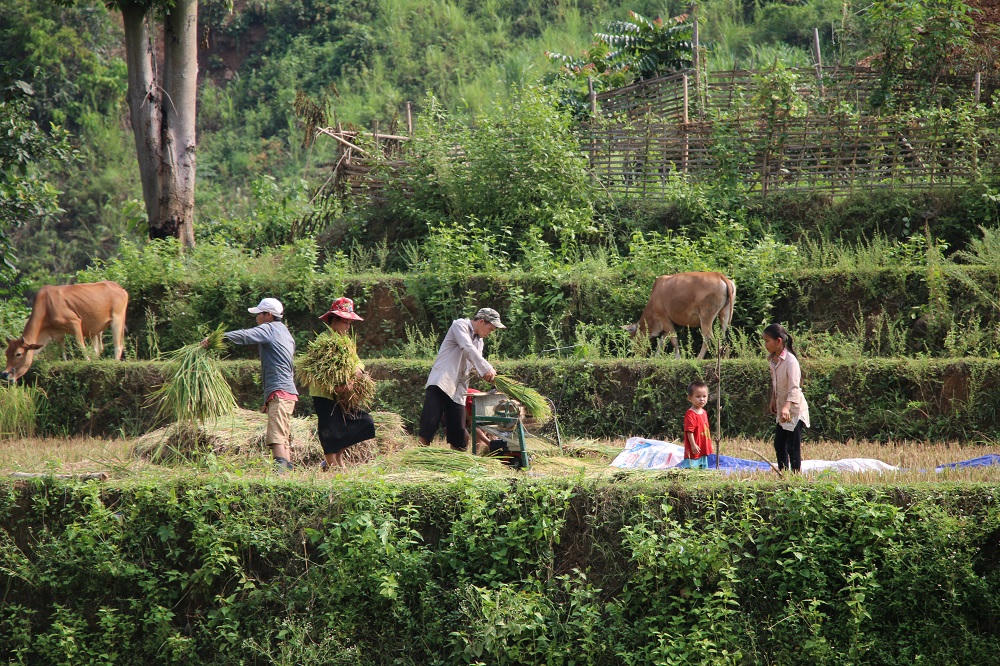Người dân tích cực thâm canh tăng vụ để nâng cao thu nhập.