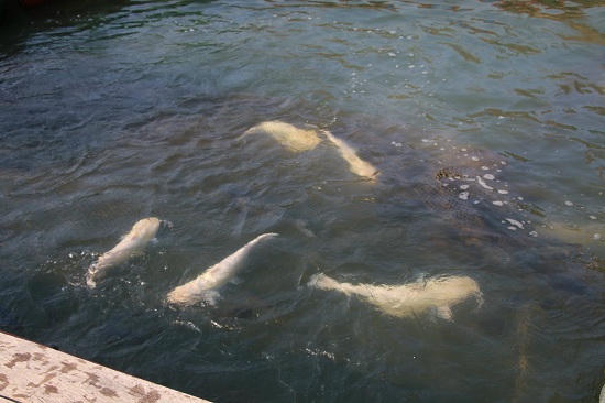 Mô hình kinh tế đang mang lại thu nhập ổn định cho người dân.&nbsp;