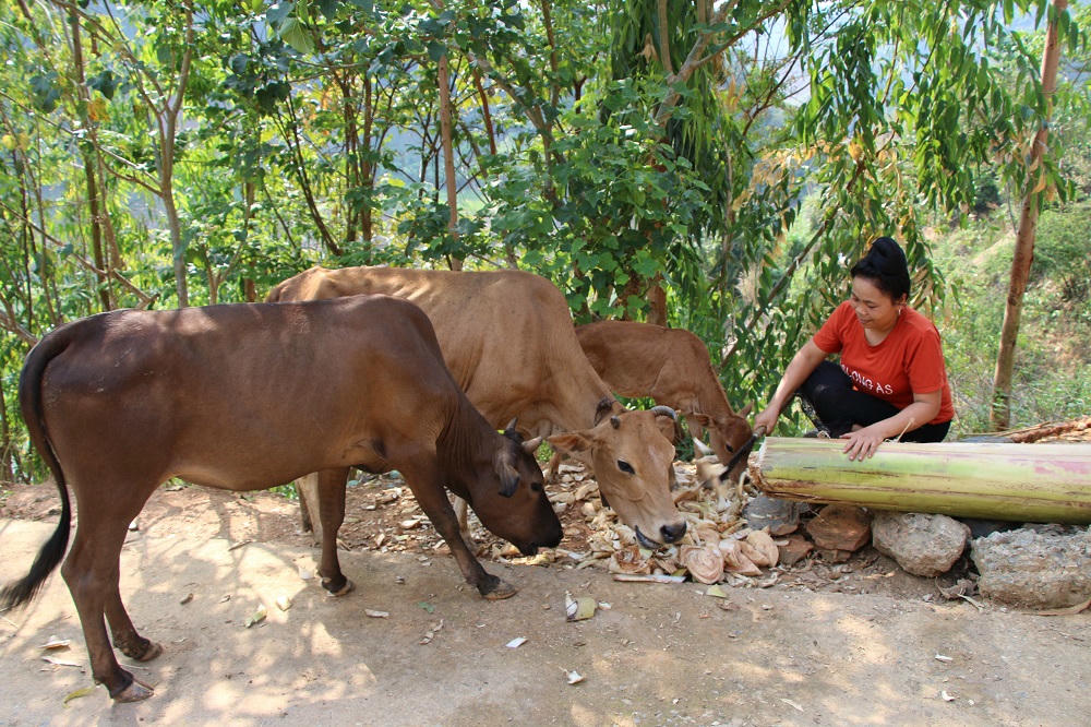 Mường Chiên phát huy tiềm năng thế mạnh để giảm nghèo