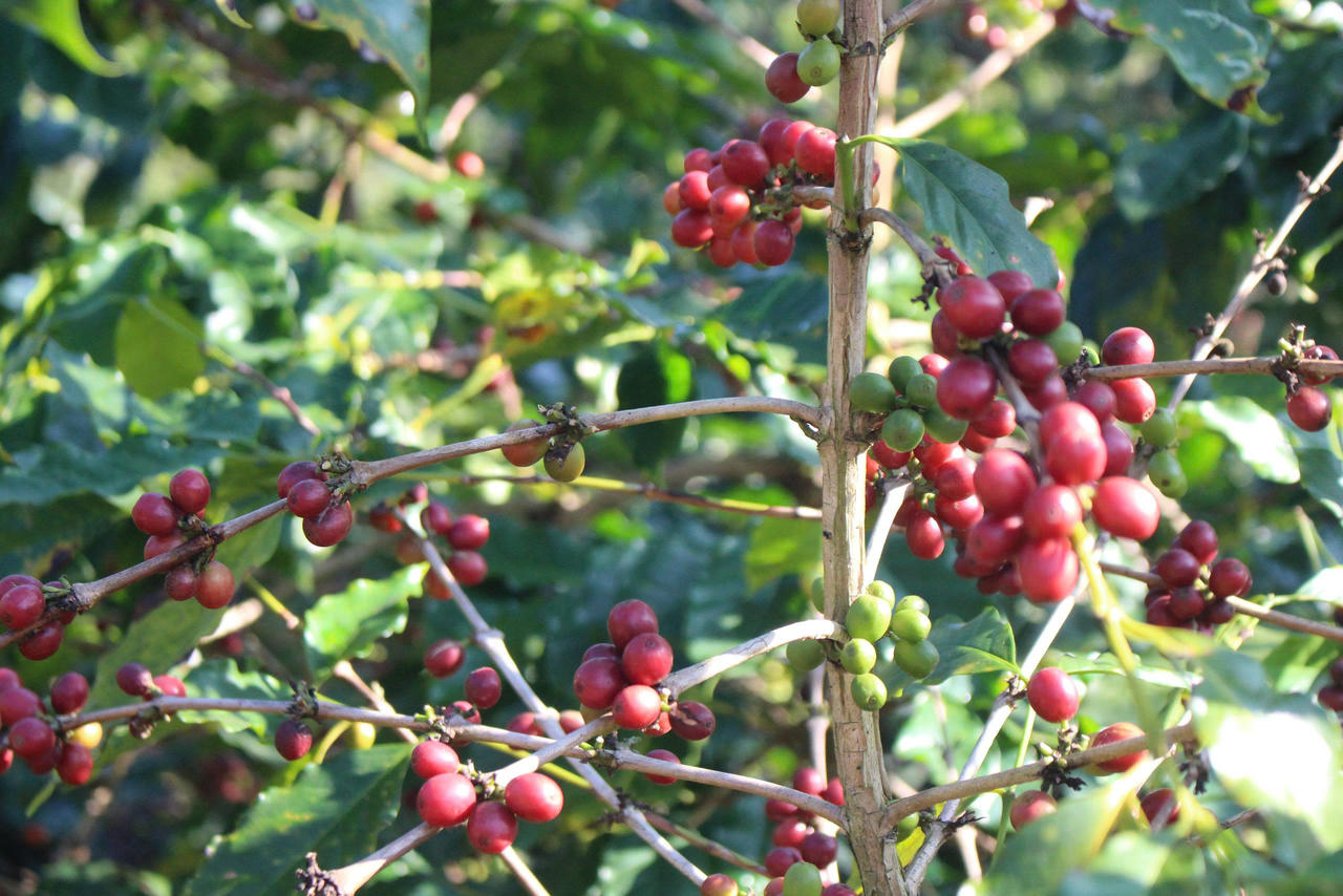 Cây cà phê trên đất Phiêng Pằn.