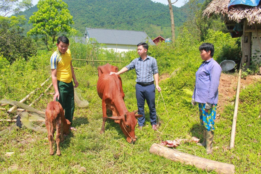 Nhân rộng mô hình chăn nuôi bò sinh sản giúp người dân miền núi vươn lên thoát nghèo bền vững.