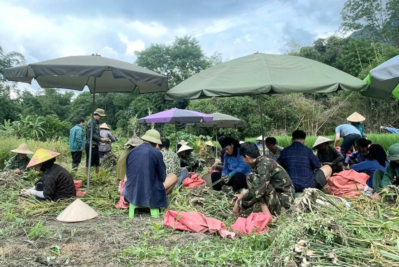 Mô hình trồng gừng tại xã Bằng Thành mang lại hiệu quả kinh tế cao cho người dân. Nguồn ảnh: Hội Nông dân xã Bằng Thành