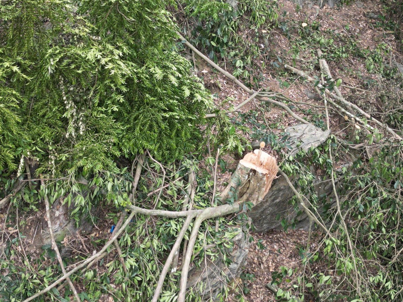 Người dân cũng bày tỏ lo ngại việc khai thác đá có thể làm thay đổi cảnh quan, tác động đến diện tích rừng. Ảnh: Ngọc Phúc