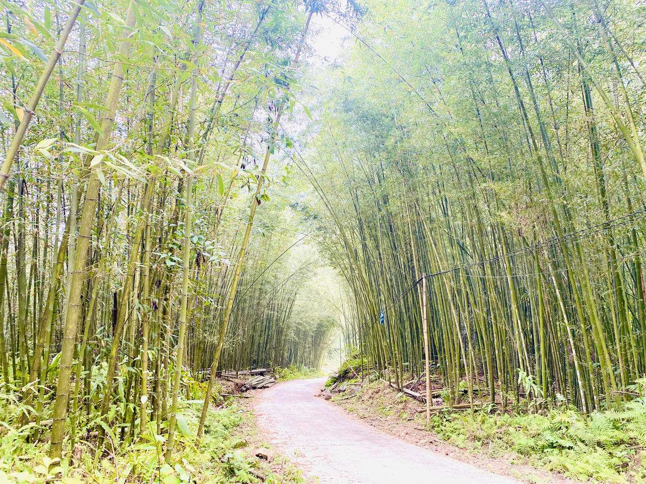 Rừng trúc tại xã Thượng Minh đẹp như một bức tranh. (Ảnh: Lê Hanh)