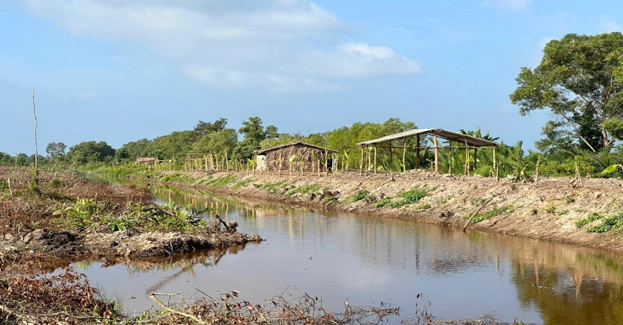 Người dân chiếm đất cất nhà trái phép trên lâm phần do Công ty TNHH MTV Lâm nghiệp U Minh Hạ quản lý.