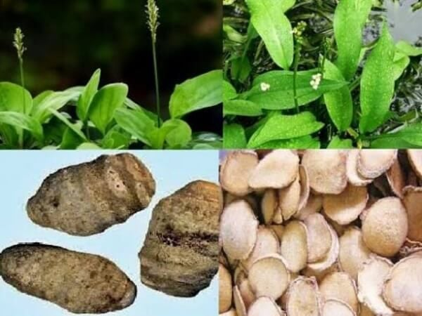 Sử dụng viên uống thảo dược có thành phần chính là trạch tả giúp cải thiện bệnh gút hiệu quả