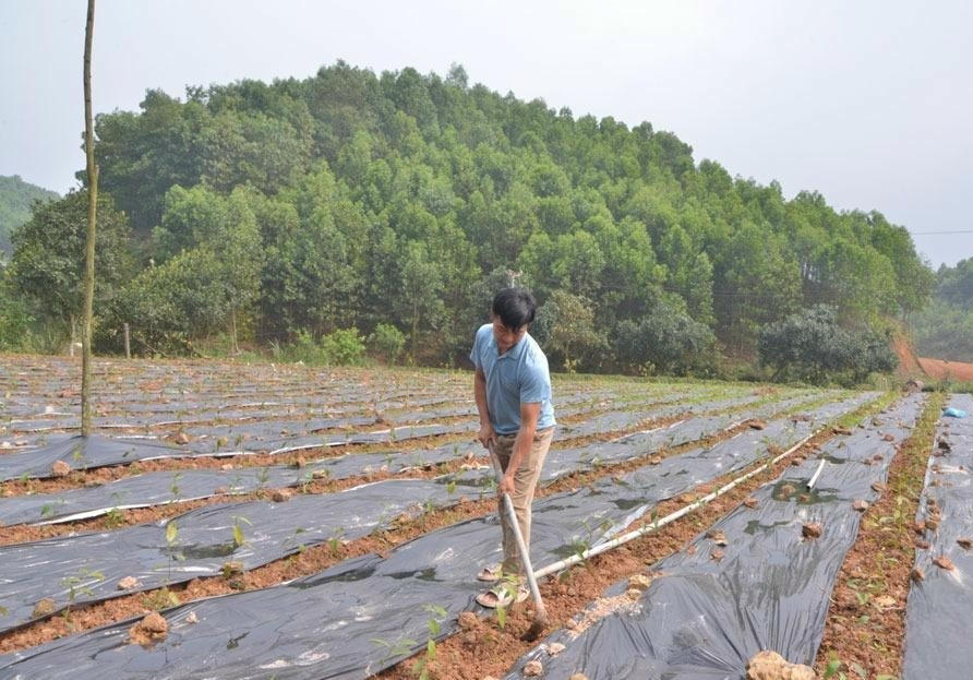 Mục tiêu đến năm 2030, trên địa bàn xã Phú Lương trồng mới và trồng lại 105 ha chè, sản lượng đạt 12.500 tấn/năm, phát triển mạnh mô hình chè VietGAP.