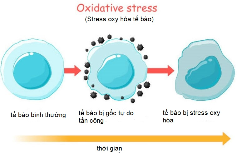 Stress oxy hóa khiến tinh trùng bị yếu
