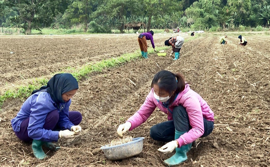Liên kết trong sản xuất với mô hình trồng kiệu thuộc Chương trình mục tiêu quốc gia giảm nghèo tại xã Ba Bể.