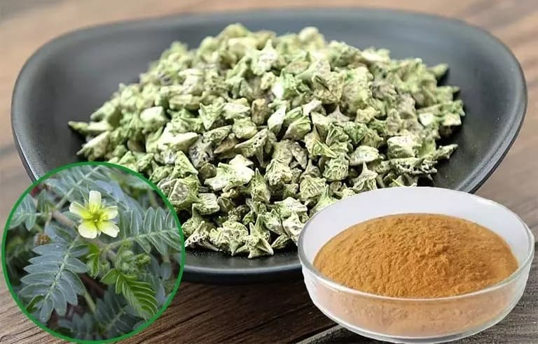 Bạch tật lê giúp tăng khả năng sản xuất testosterone tự nhiên