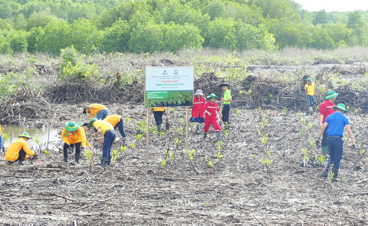 Trồng rừng ở Cà Mau không chỉ mang lại hiệu quả kinh tế, góp phần giảm thiểu thiệt hại do gió bão, giúp người dân ổn định đời sống, mà còn bảo vệ môi trường và thúc đẩy tăng trưởng kinh tế địa phương. (Ảnh: T.L)