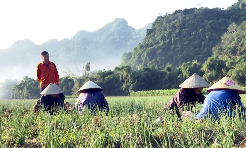 Triển khai dự án liên kết trong trồng hành và cây dược liệu tại xã Chợ Rã, giúp tạo việc làm và tăng thu nhập cho người dân.