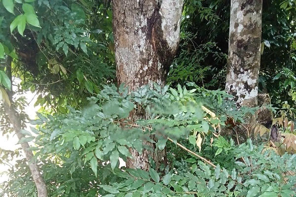 Quảng Trị siết chặt bảo vệ rừng trước tình trạng khai thác cây Mán đĩa trái phép