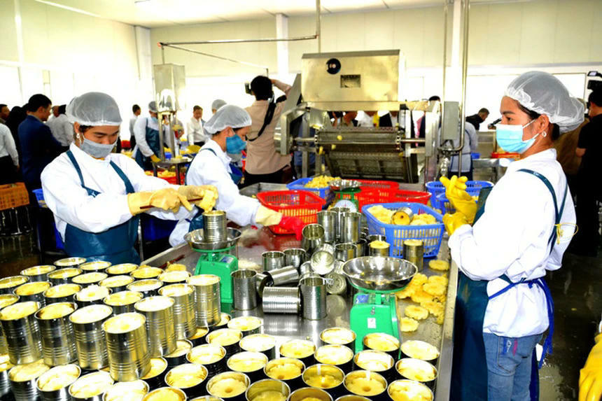 Sản xuất dứa đóng hộp xuất khẩu tại Nhà máy chế biến nông sản xuất khẩu ở xã Bản Lầu. (Ảnh Hoàng Thủy)