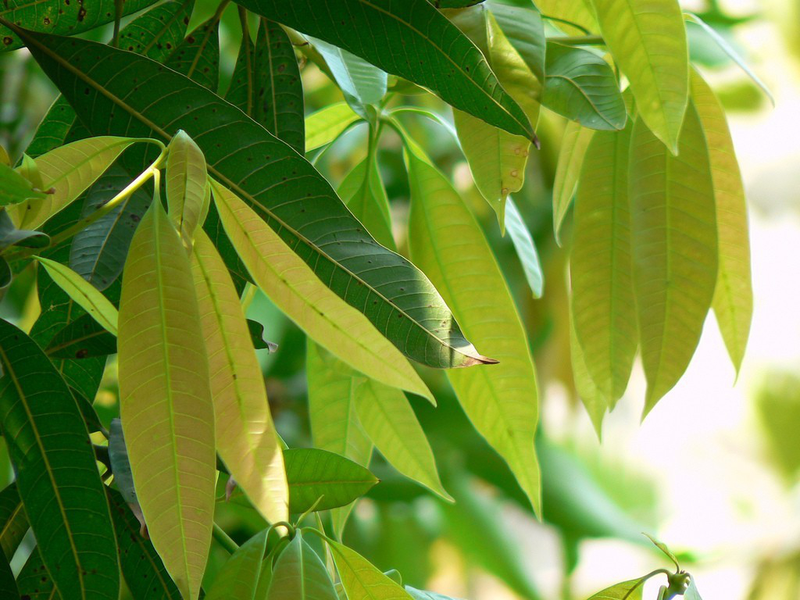 Lá xoài là cây thuốc nam trị tiểu đường quen thuộc