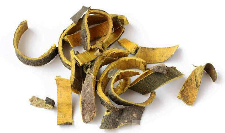 Hoàng bá là cây thuốc nam giúp hạ đường huyết, giảm mỡ máu hiệu quả