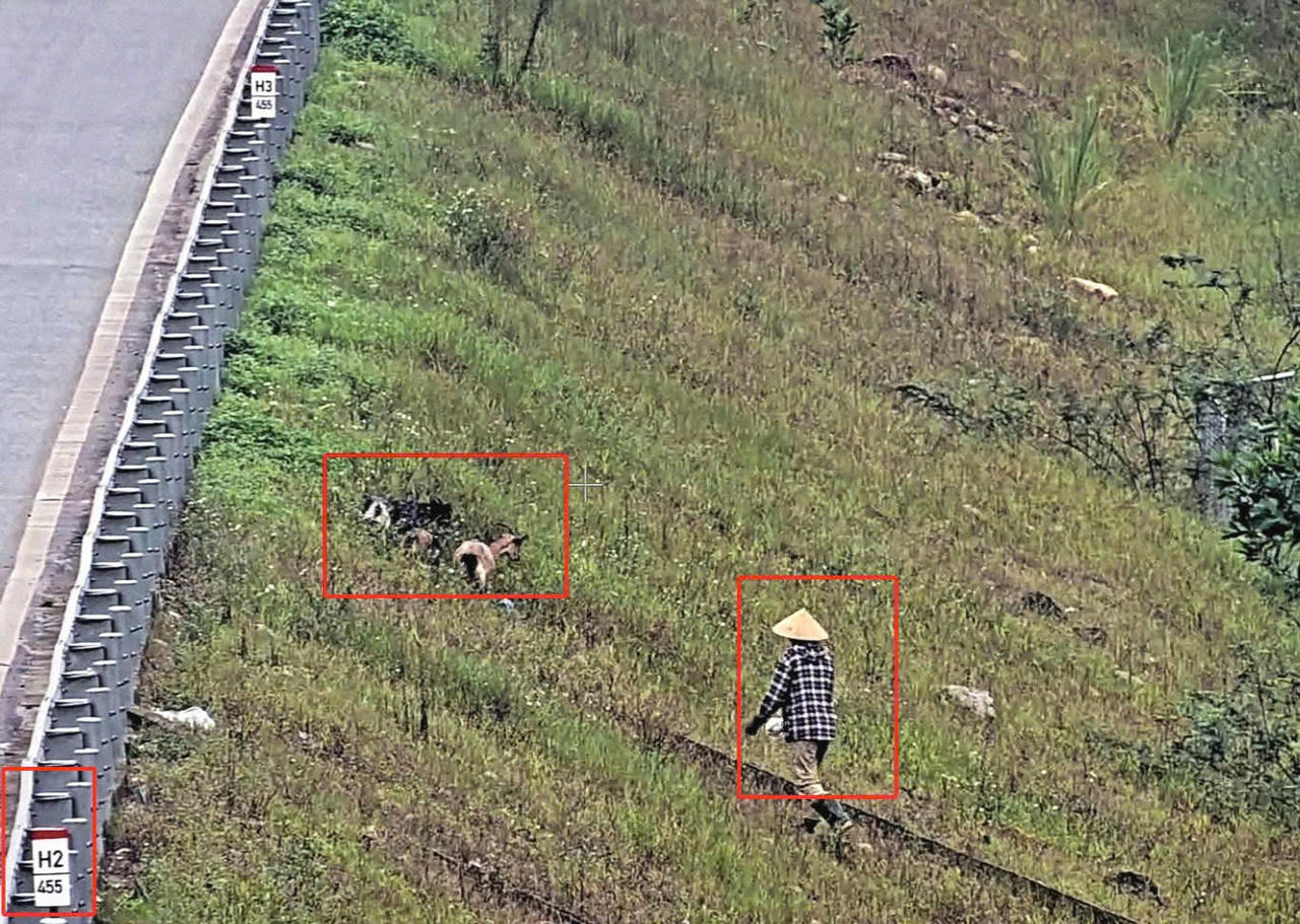 Chăn thả gia súc trên hành lang cao tốc tiềm ẩn mất an toàn giao thông cho các phương tiện tham gia giao thông trên cao tốc